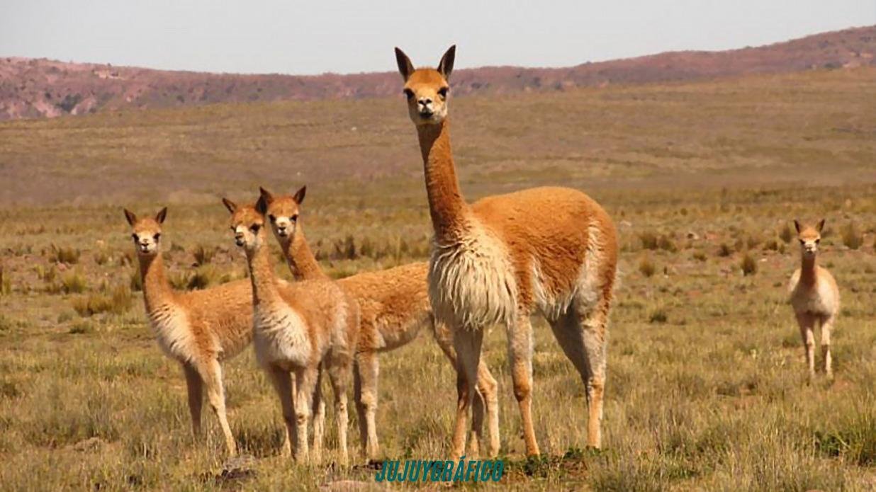 Histórico en Jujuy: multa de 89 millones de pesos por cada cazador furtivo de vicuñas en la Puna 16 Histórico en Jujuy, multa de 89 millones de pesos por cada cazador furtivo de vicuñas en la Puna 1